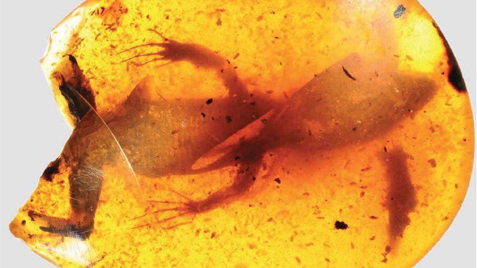 Amber-trapped lizard fossils reveal 'lost world' - BBC News