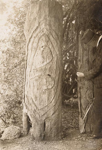 Carved trees of First Nations Peoples from Western New South Wales |  Sovereign Union - First Nations Asserting Sovereignty