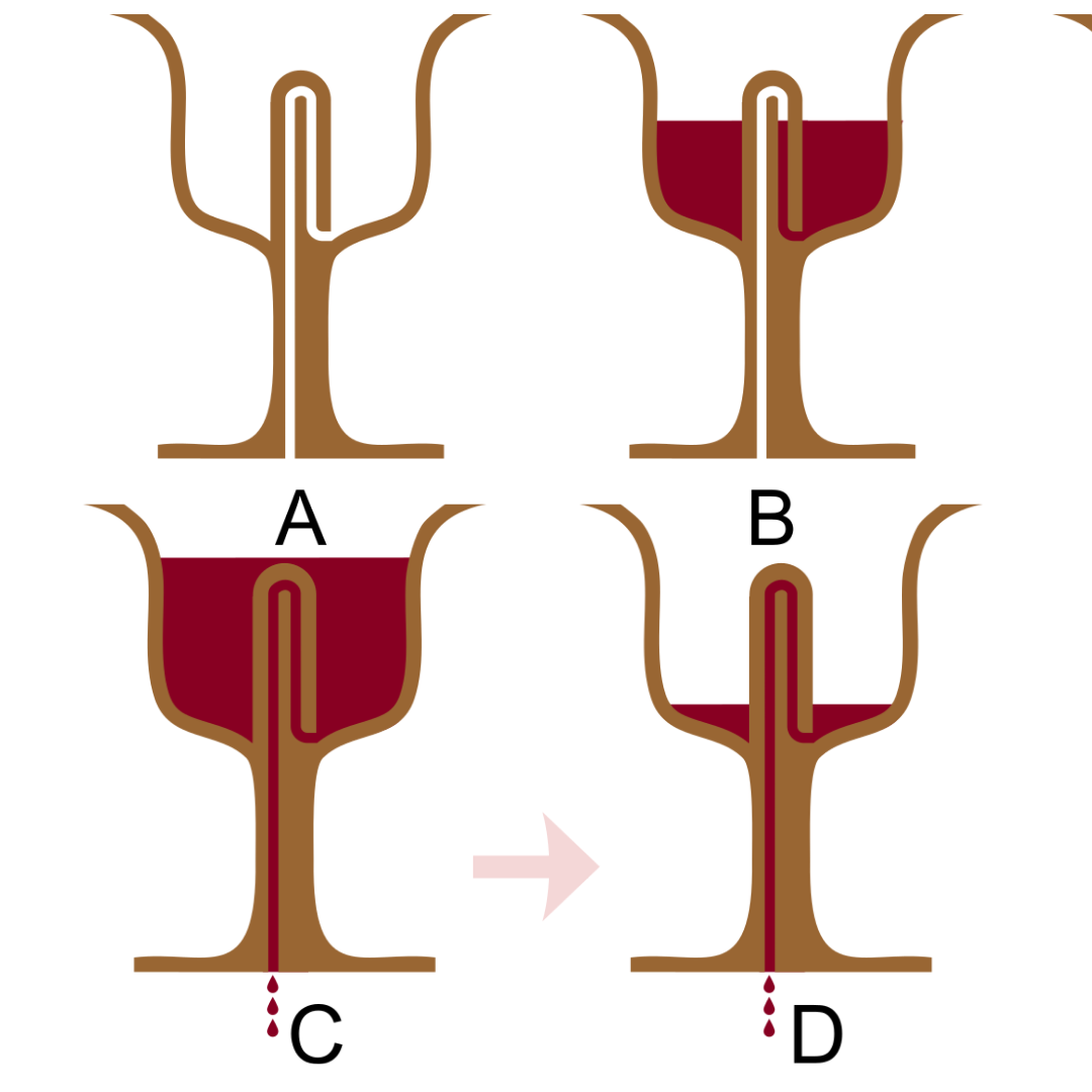 Pythagoras cup, Greedy Cup, Cup of Justice, Tantalus cup – acacuss