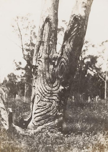 Carved trees of First Nations Peoples from Western New South Wales |  Sovereign Union - First Nations Asserting Sovereignty