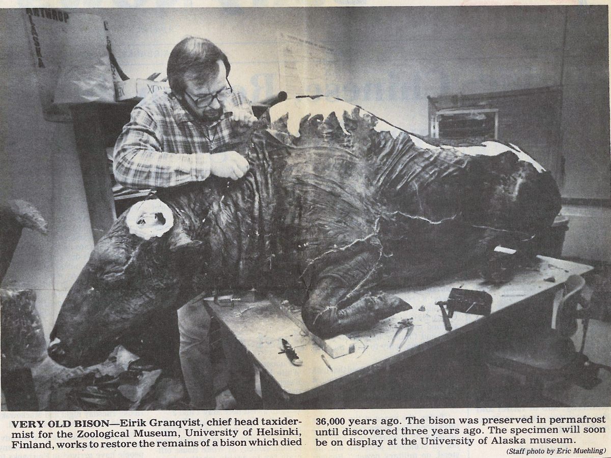 Eirik Granqvist working on the taxidermy of Blue Babe.