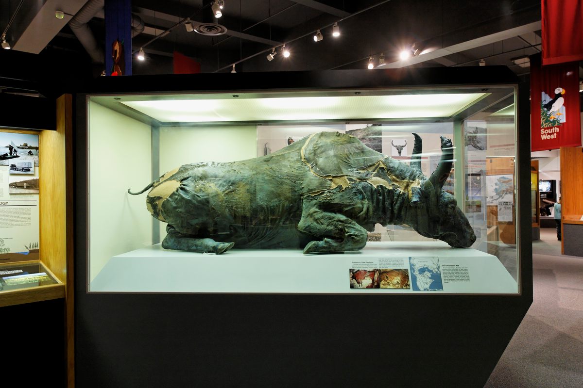 Blue Babe on display at University of Alaska Museum of the North.