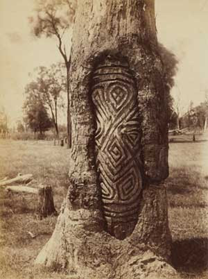 Carved trees of First Nations Peoples from Western New South Wales |  Sovereign Union - First Nations Asserting Sovereignty