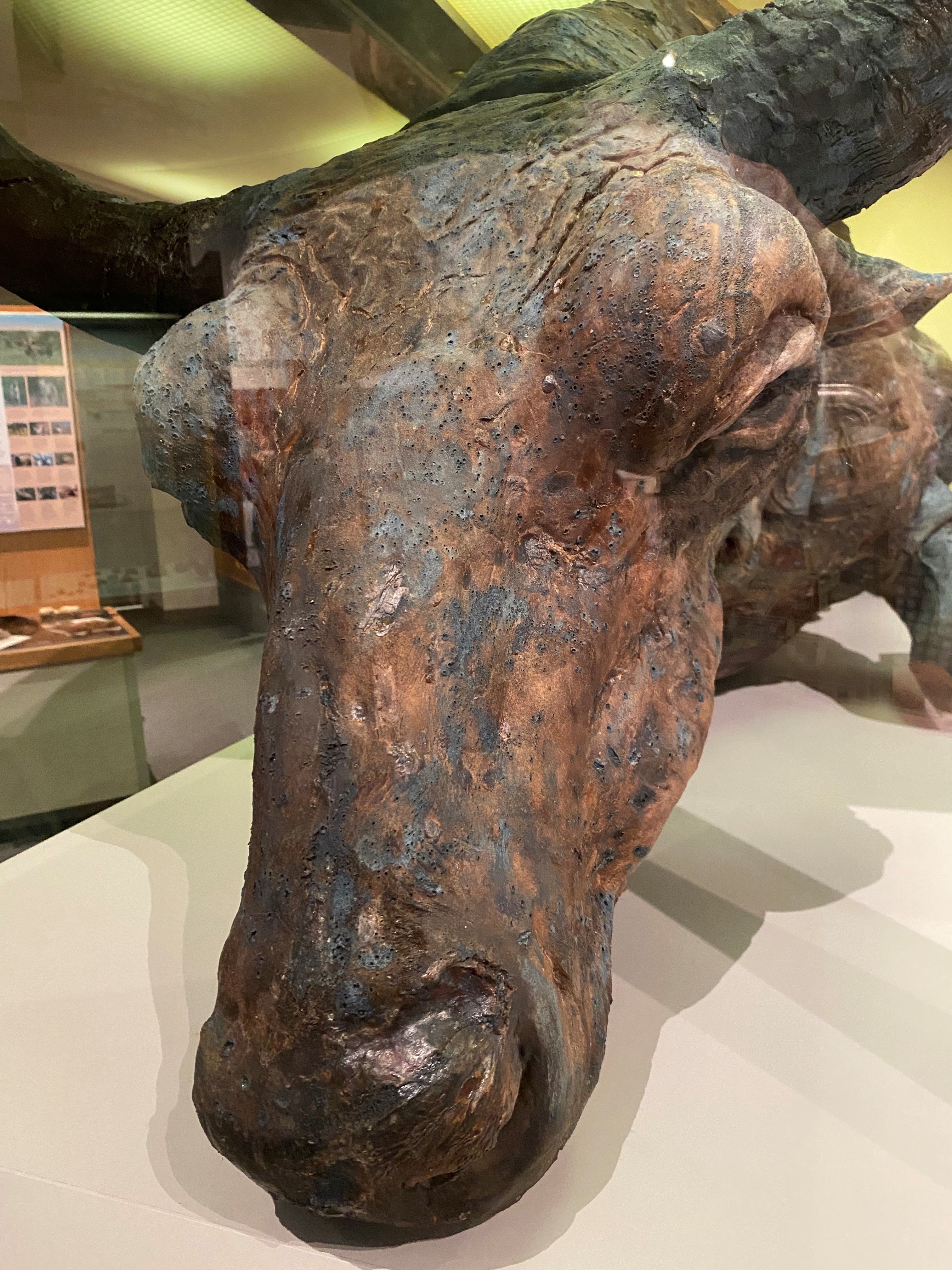 Blue Babe,' a 55,000-year-old bison, was so well-preserved he could be  eaten : NPR