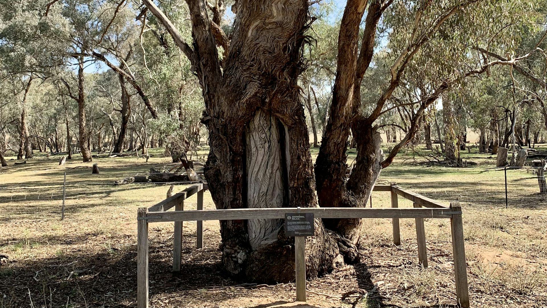 Carved trees and burial sites: Wiradjuri Elders share the hidden stories of  'marara' and 'dhabuganha'