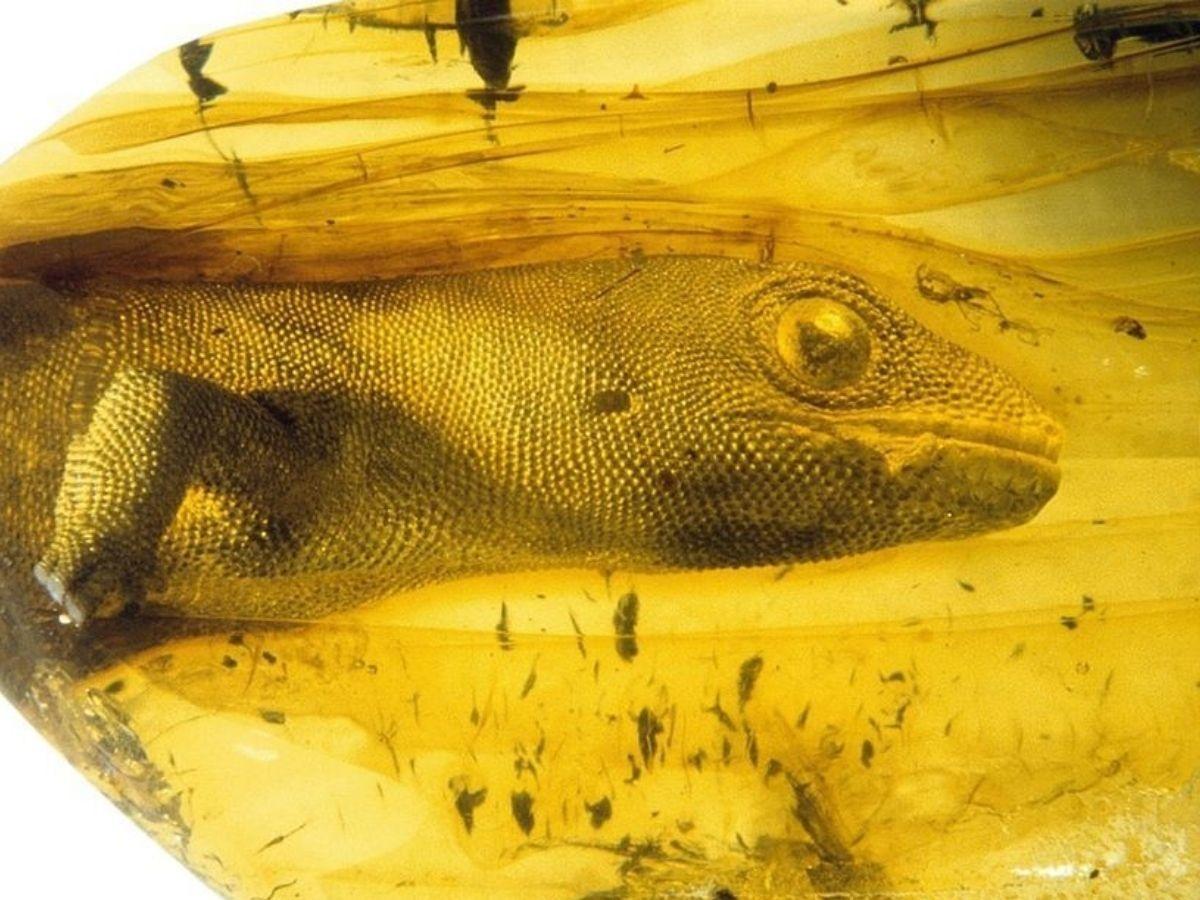 A 54 million-year-old gecko preserved in amber : r/interestingasfuck