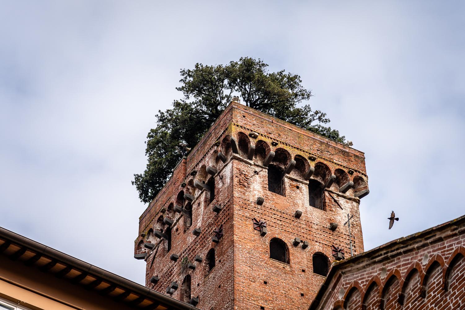 Guinigi Tower in Lucca, Italy | ALOR Italy