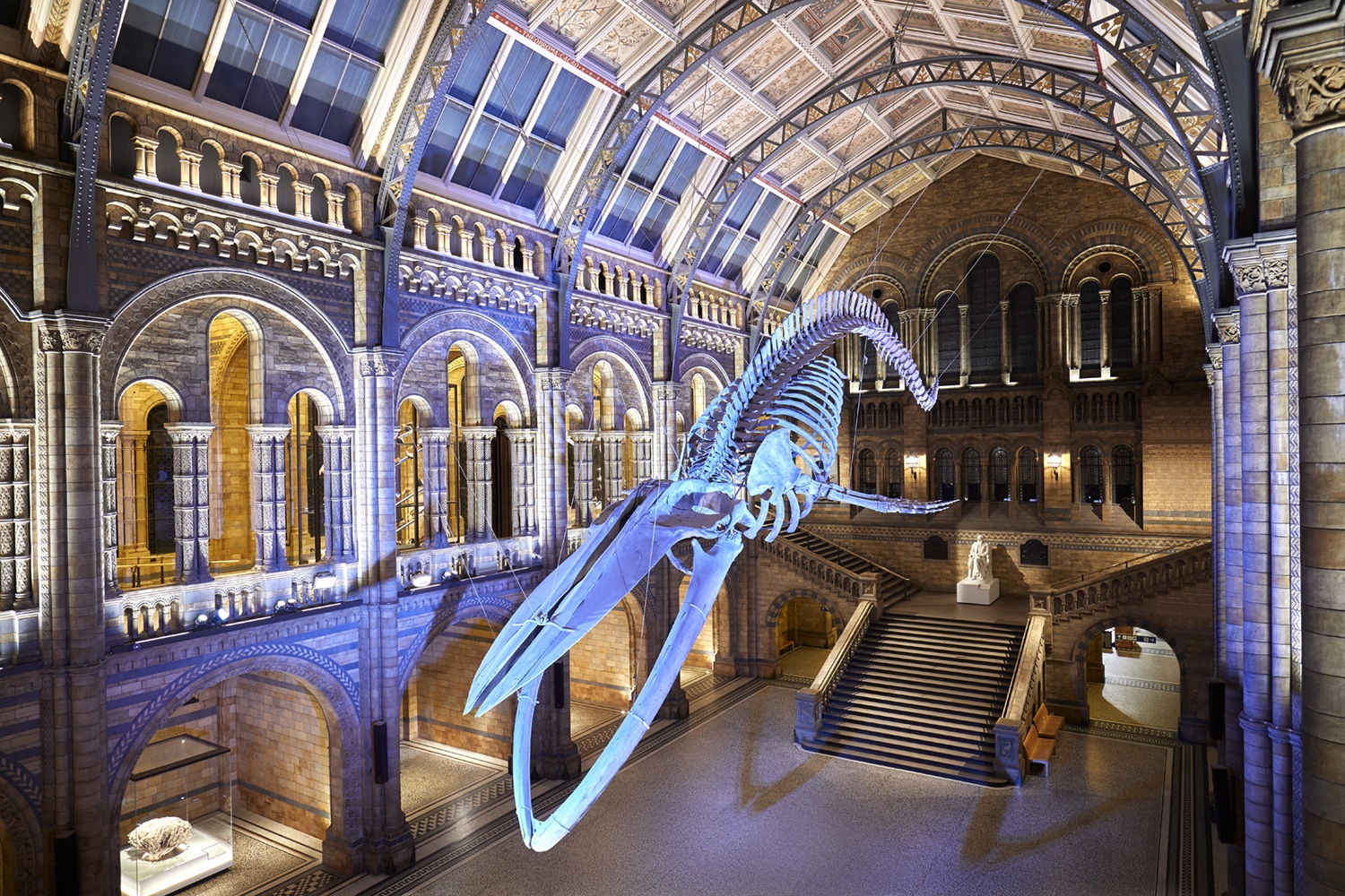 The Natural History Museum: Exploring Nature's Wonders