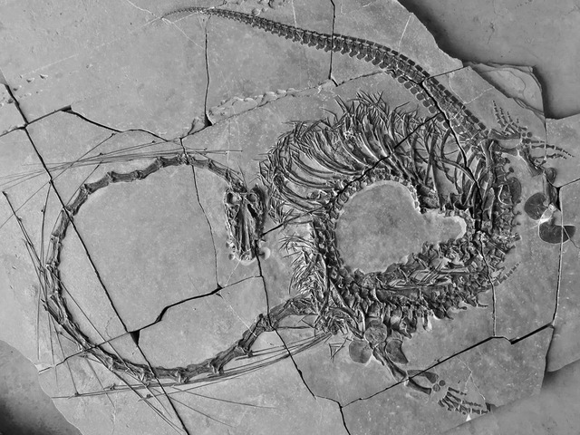 A Close-Up View of the Dinocephalosaurus orientalis Fossil, Offering a Rare Glimpse Into the Past