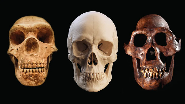 A Comparative View of Three Skulls: A Neanderthal on the Left, a Modern Human in the Center, and Australopithecus afarensis on the Right, Showcasing the Evolutionary Diversity of Early Humans.