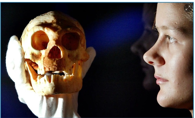 A Replica of the Skull of Homo floresiensis, Unearthed on Indonesia’s Island of Flores, Highlights a Unique Branch of the Human Family Tree