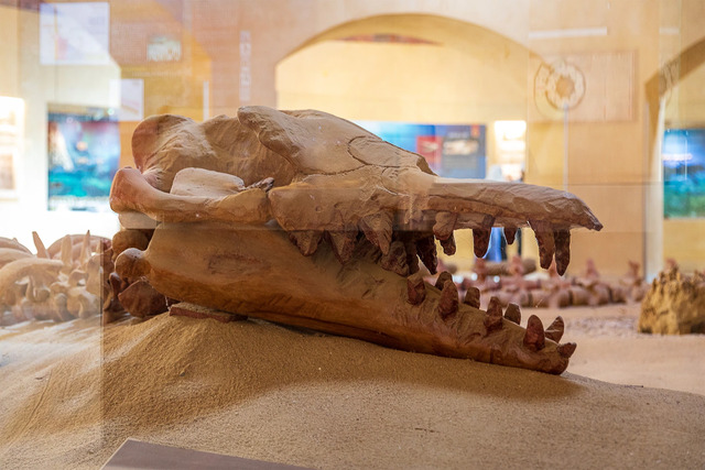 A subterranean museum at Wadi al-Hitan showcases an incredible collection of fossils uncovered in the area.