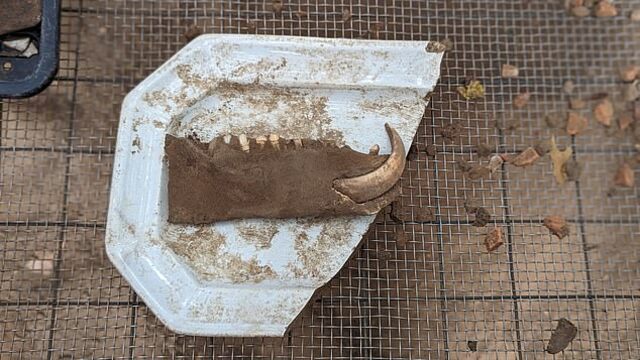 A trash pit revealed even more secrets, including a pig jawbone and an ironstone platter, shedding light on the settlers’ diet.