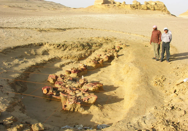 A well-preserved whale fossil discovered in Egypt’s desert brings the prehistoric marine world to life.