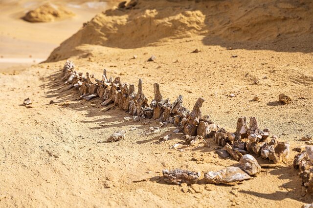 Approximately 1,000 individual fossils have been identified in Wadi al-Hitan, also known as the Valley of the Whales.