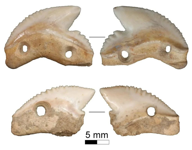 Ancient Shark-Tooth Blades Discovered in Sulawesi, Dating Back to Around 7,000 Years Ago, Highlight Ingenious Tool Making Techniques.