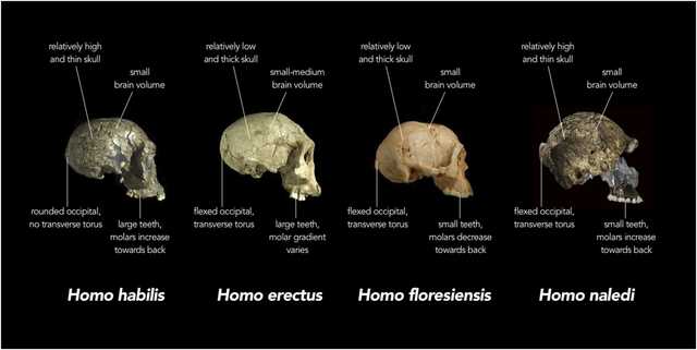 Further evidence for the ‘out of Africa’ model can be found in the size of human skulls