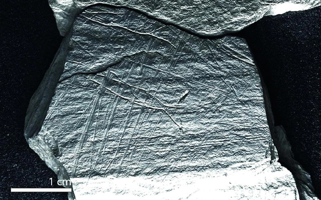 On eight of the schist slabs, they identified fish surrounded by grid patterns of crisscrossing lines. 