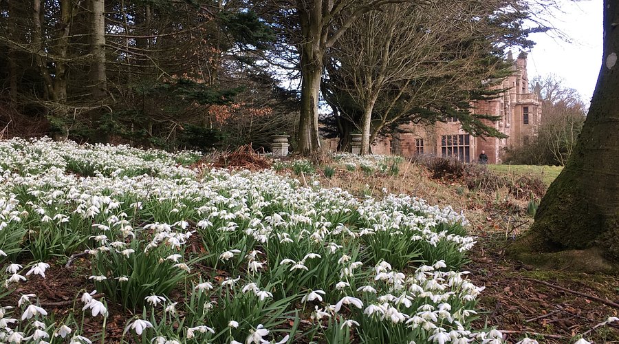 One of the highlights of Ecclesgreig Castle is its renowned snowdrop walk