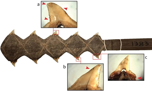 A Shark-Tooth Blade Knife From Aua Island, Papua New Guinea, Offers a Comparative Glimpse Into Similar Toolmaking Traditions.