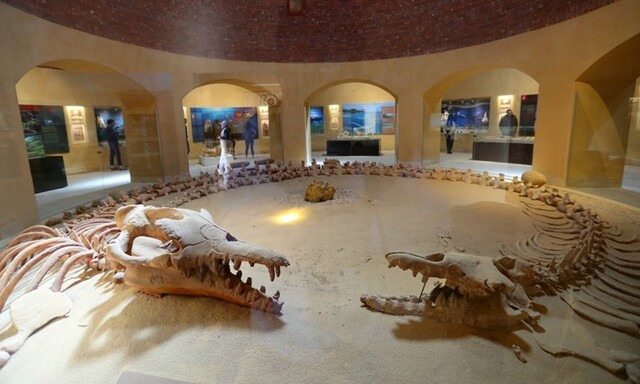 The Wadi al-Hitan Museum highlights the extraordinary evolutionary story told by the fossils found in the region.