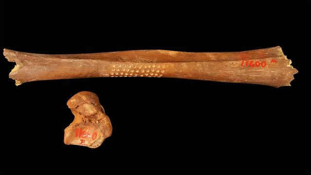 Vittrup Man’s left tibia and right ankle bone were discolored, bearing the marks of centuries spent in the bog