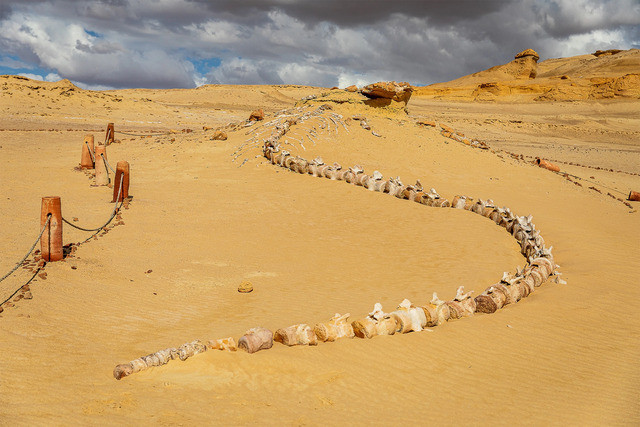 Wadi al-Hitan, a 75-square-mile UNESCO World Heritage Site, holds the key to unraveling one of evolution’s greatest mysteries.