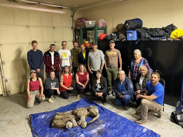 A group of researchers and archaeologists gathered around the remarkably preserved baby woolly mammoth, "Nun cho ga," discovered in Yukon, Canada