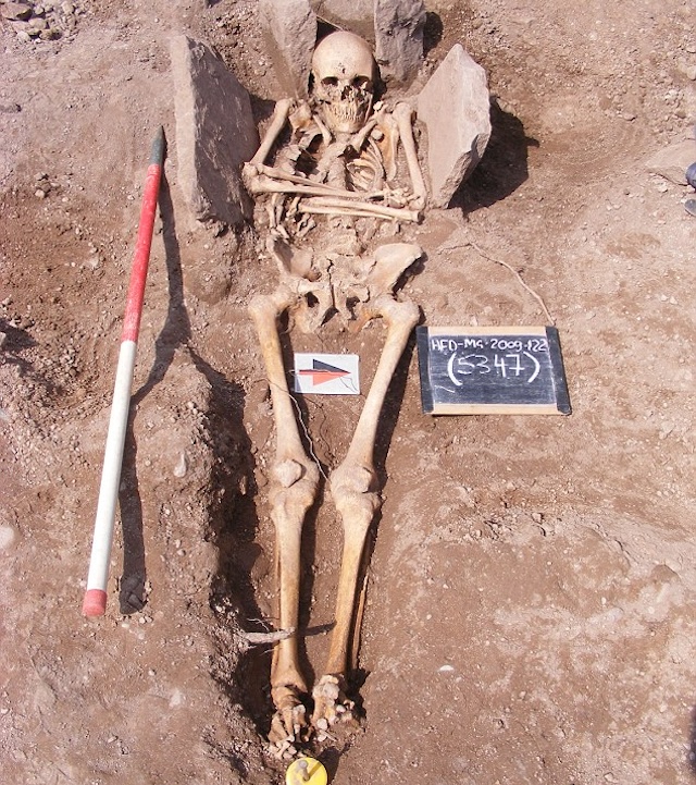 Excavated skeleton believed to be of a medieval knight, showing signs of possible injuries from jousting, uncovered at Hereford Cathedral