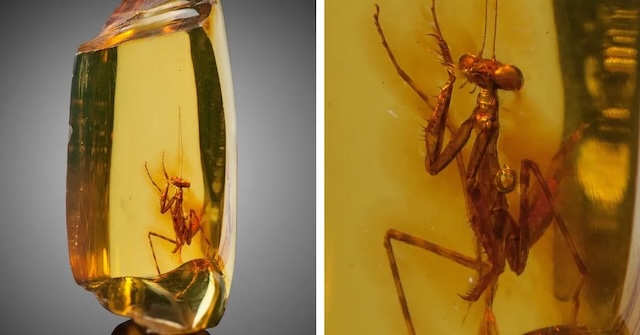 A 30-million-year-old praying mantis, perfectly preserved in a piece of clear amber, offers a fascinating glimpse into prehistoric life. The clarity of the amber allows for a detailed view of this ancient insect