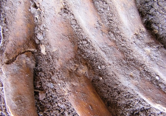 Close-up of fractured ribs on the skeleton, likely caused by violent impact, consistent with injuries sustained in medieval jousting tournaments