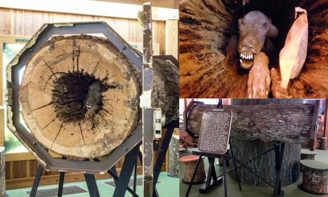 Display of Stuckie, the mummified dog, housed in a section of the tree trunk at the Southern Forest World Museum, a unique and must-see roadside attraction in Georgia