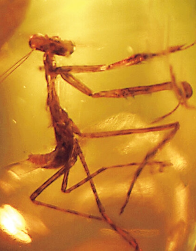 A close-up of the prehistoric praying mantis preserved in amber, showing the intricate details of its structure, offering a rare opportunity to observe ancient life forms