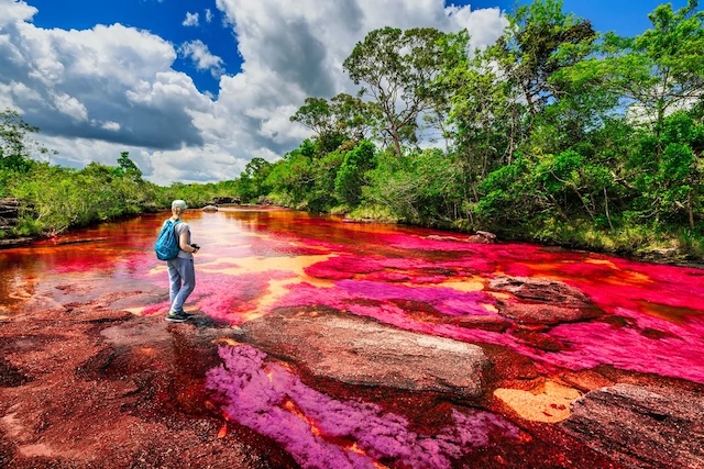 A visitor admiring the vibrant red and pink hues created by the Macarenia Clavigera plant in the crystal-clear waters of Caño Cristales River during the peak color season