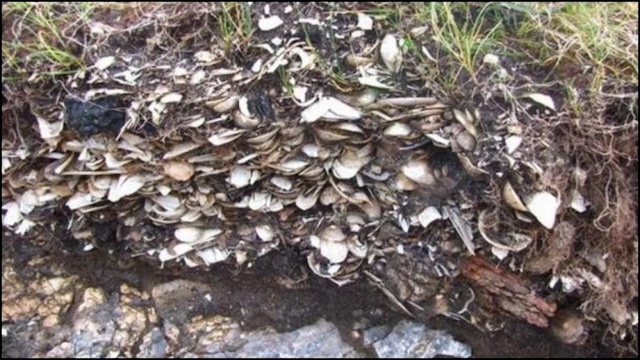 A midden found near the burial site, containing discarded shells and animal bones, providing insight into the diet and lifestyle of the ancient community