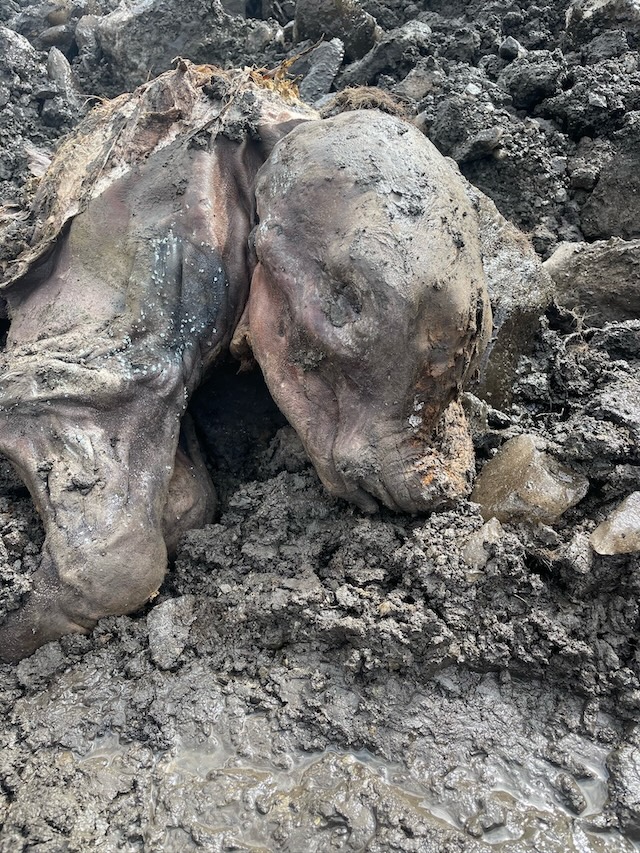 Close-up of the baby woolly mammoth's head and body, revealing detailed preservation including skin, hair, and tissue