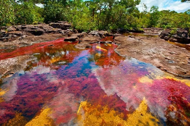 The striking colors of the Caño Cristales River, with reds, yellows, and purples blending together to form a natural masterpiece, created by aquatic plants reacting to sunlight