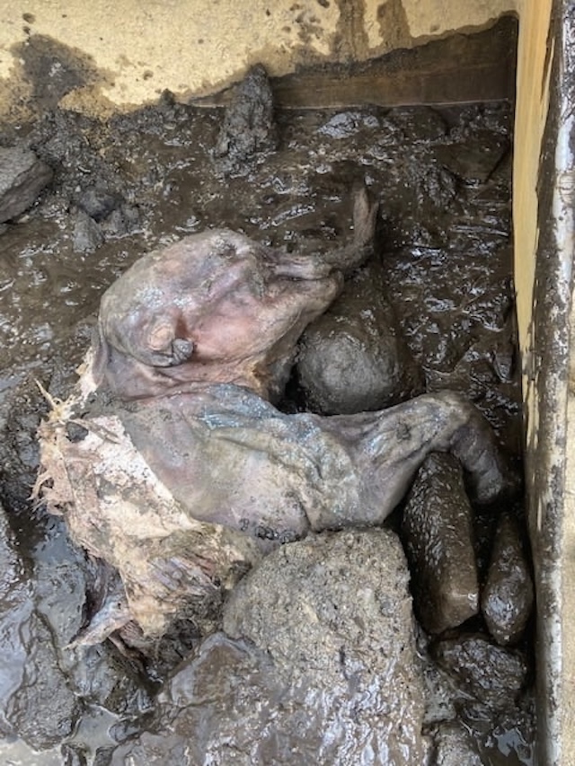 The mummified baby wooly mammoth partially unearthed from the permafrost, showcasing the incredible state of preservation