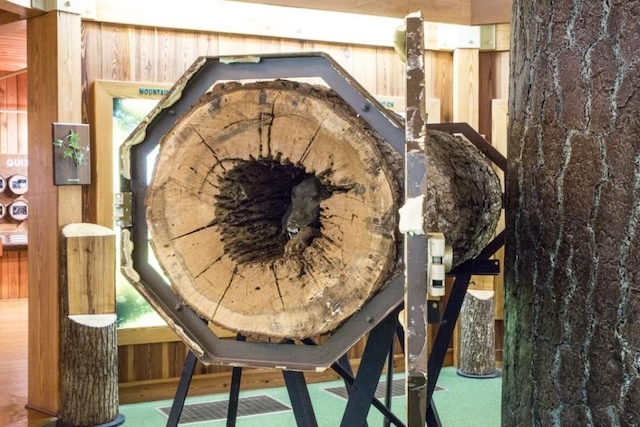 The Southern Forest World Museum exhibit showcasing the hollow tree and the mummified dog, Stuckie, offering visitors a glimpse into nature’s remarkable preservation abilities