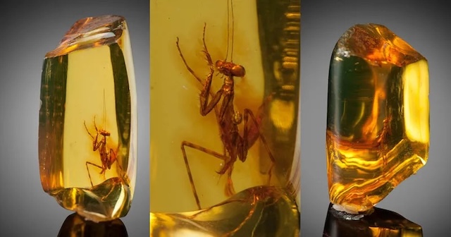 Different angles of the 30-million-year-old praying mantis, captured in clear amber, showcasing its remarkable preservation. The amber acts as a natural time capsule, preserving this ancient specimen