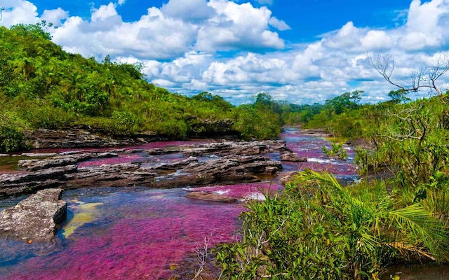 The stunning scenery of Caño Cristales River, where pink and purple waters contrast against the lush green vegetation, creating a picturesque landscape