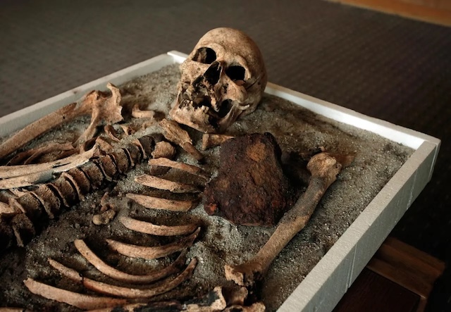 The preserved remains of the "Toothless Vampire" skeleton, highlighting the iron rod placed in the chest—a practice meant to prevent the dead from rising