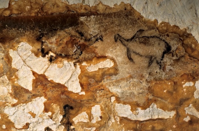 Carvings of marine life, such as seals, inside the Cosquer Cave, offering a glimpse into the biodiversity of prehistoric times