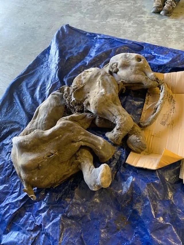 Another view of the mummified mammoth's remains, illustrating the incredible preservation that allows scientists to study Ice Age life in detail