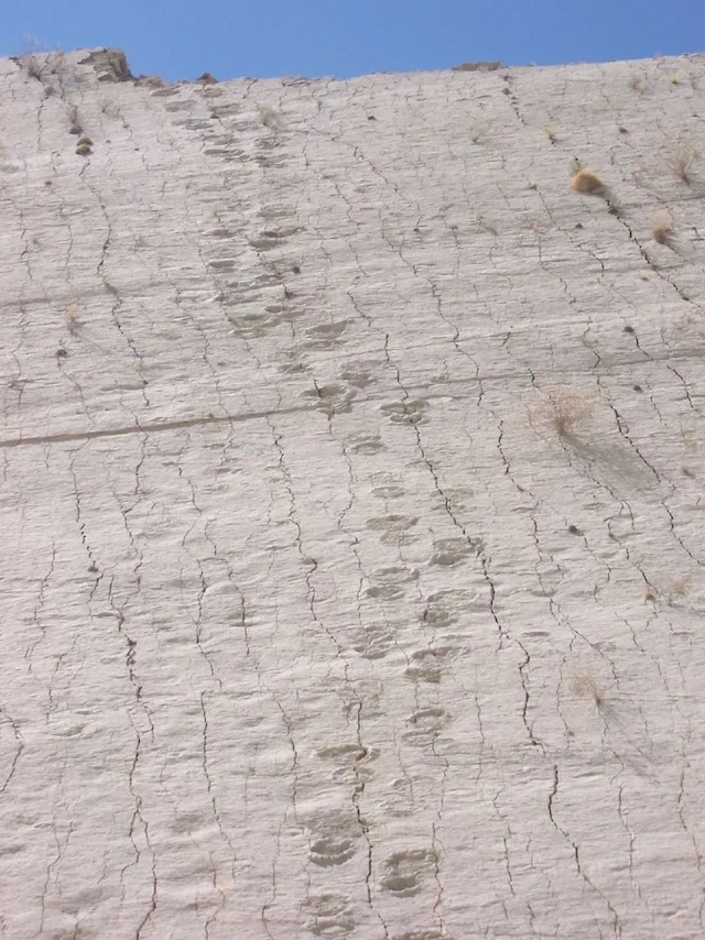 Close-up of a fossilized dinosaur track, preserved with remarkable detail over millennia