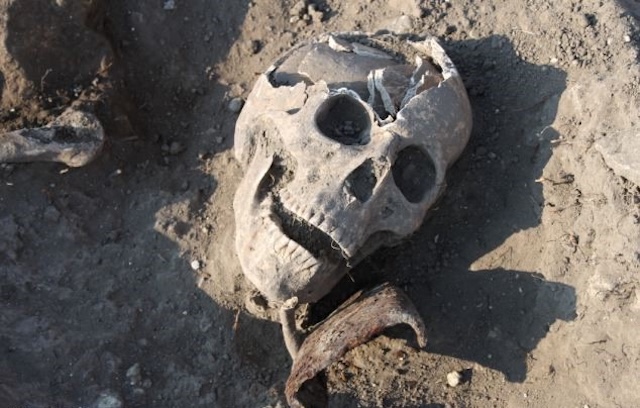 The fractured skull of the "Toothless Vampire," offering a haunting glimpse into the anti-vampire measures taken by medieval communities