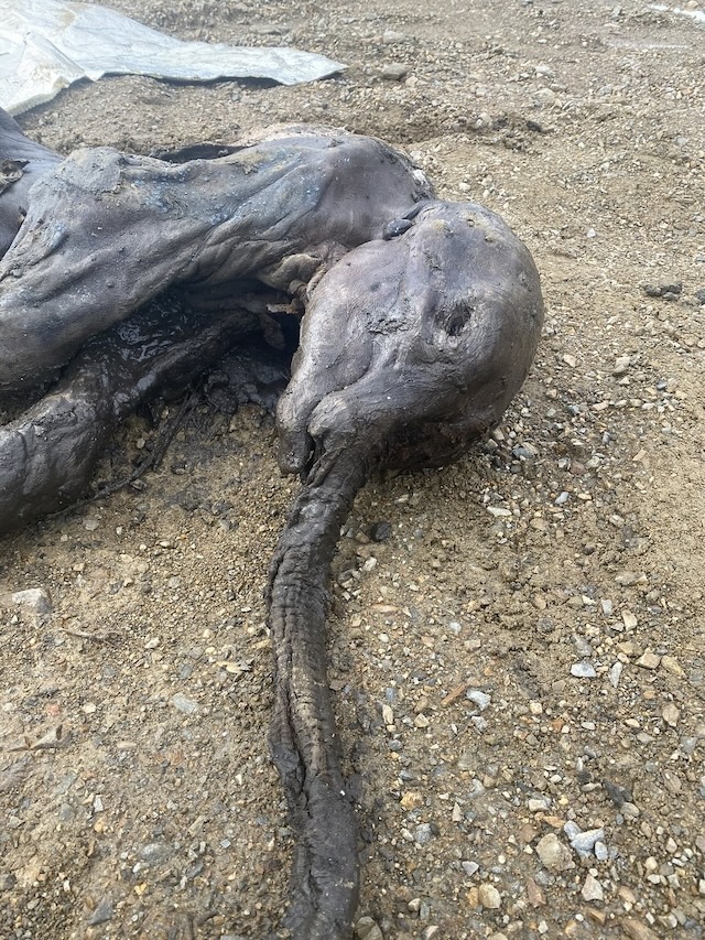 A worker in the field beside the baby woolly mammoth during the excavation process, emphasizing the exciting moment of discovery