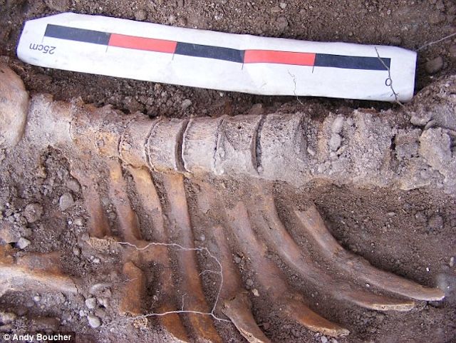 Close-up of an excavated ribcage reveals intricate details of bone preservation, highlighting centuries-old stories hidden in the earth