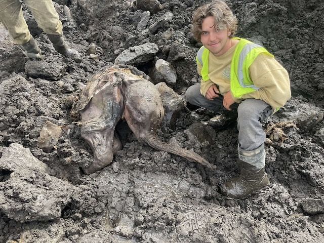 Another field worker crouches near the mummified mammoth remains, showing the scale of the discovery in the Yukon permafrost