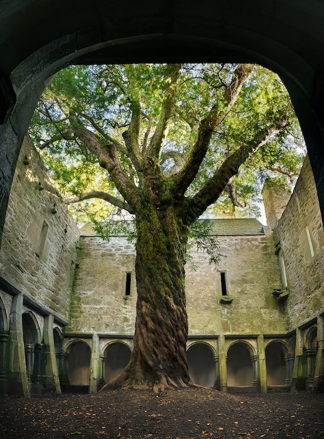 The majestic yew tree at Muckross Abbey, bathed in soft light, highlighting its gnarled trunk and vibrant green canopy